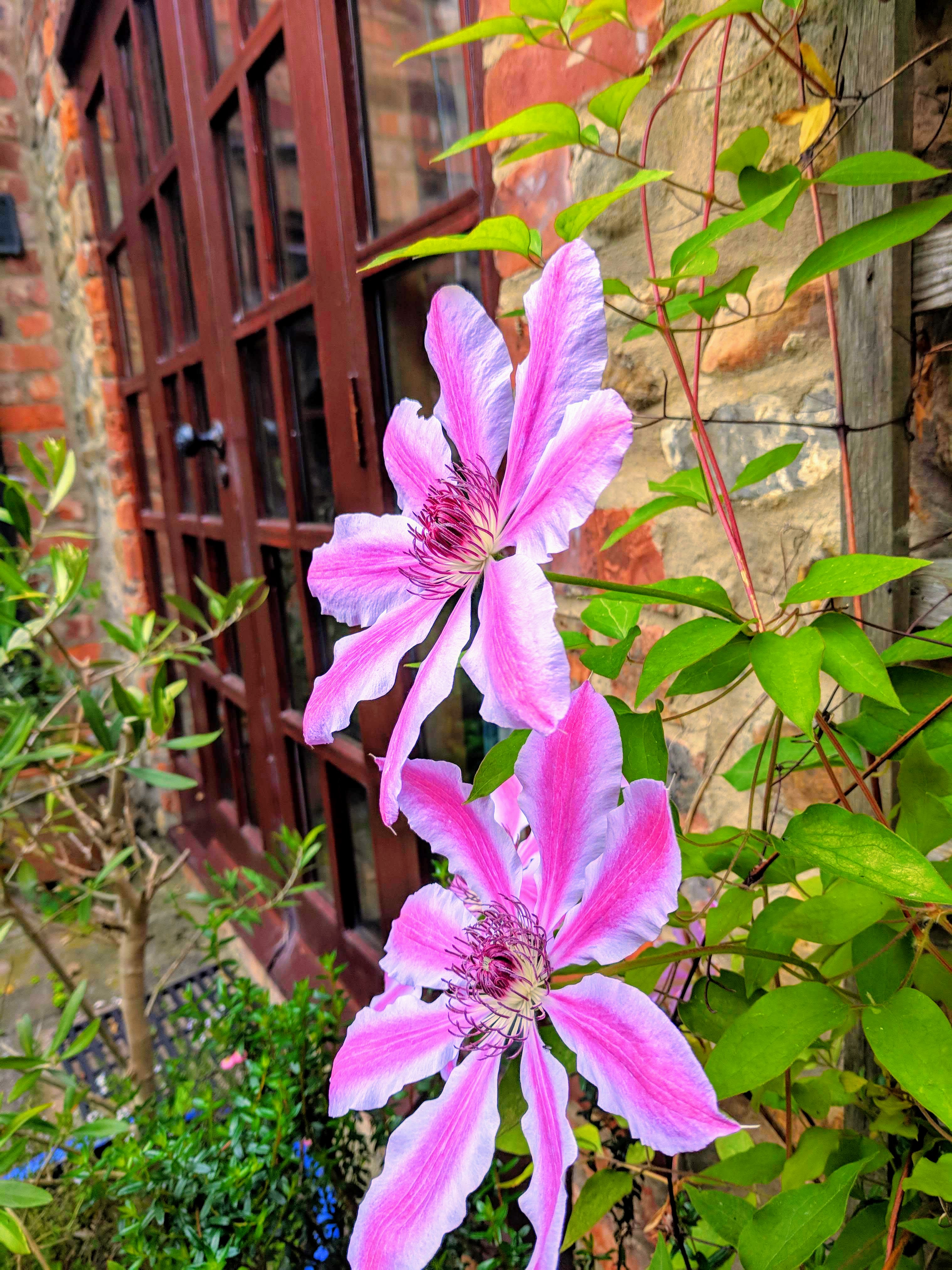 Gardening Flowe